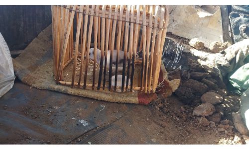Увс: Хол нисч чадахгүй болсон шувууг долоо хоног асарч тэнхрүүлжээ